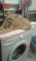 Kotek na pralce